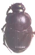 Image of Onthophagus championi Bates 1887