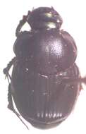 Слика од Onthophagus championi Bates 1887