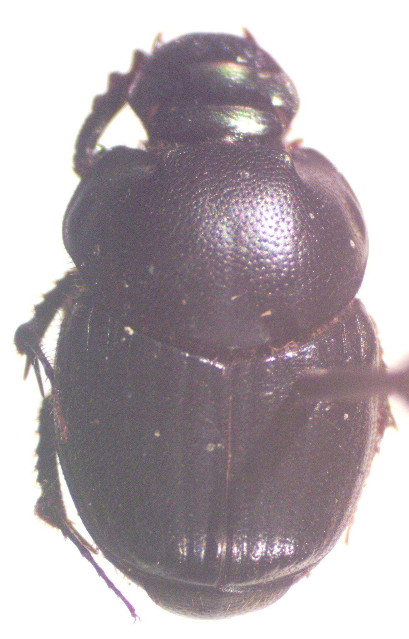 Image of Onthophagus championi Bates 1887