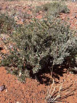 Image de Ptilotus whitei (J. M. Black) Lally