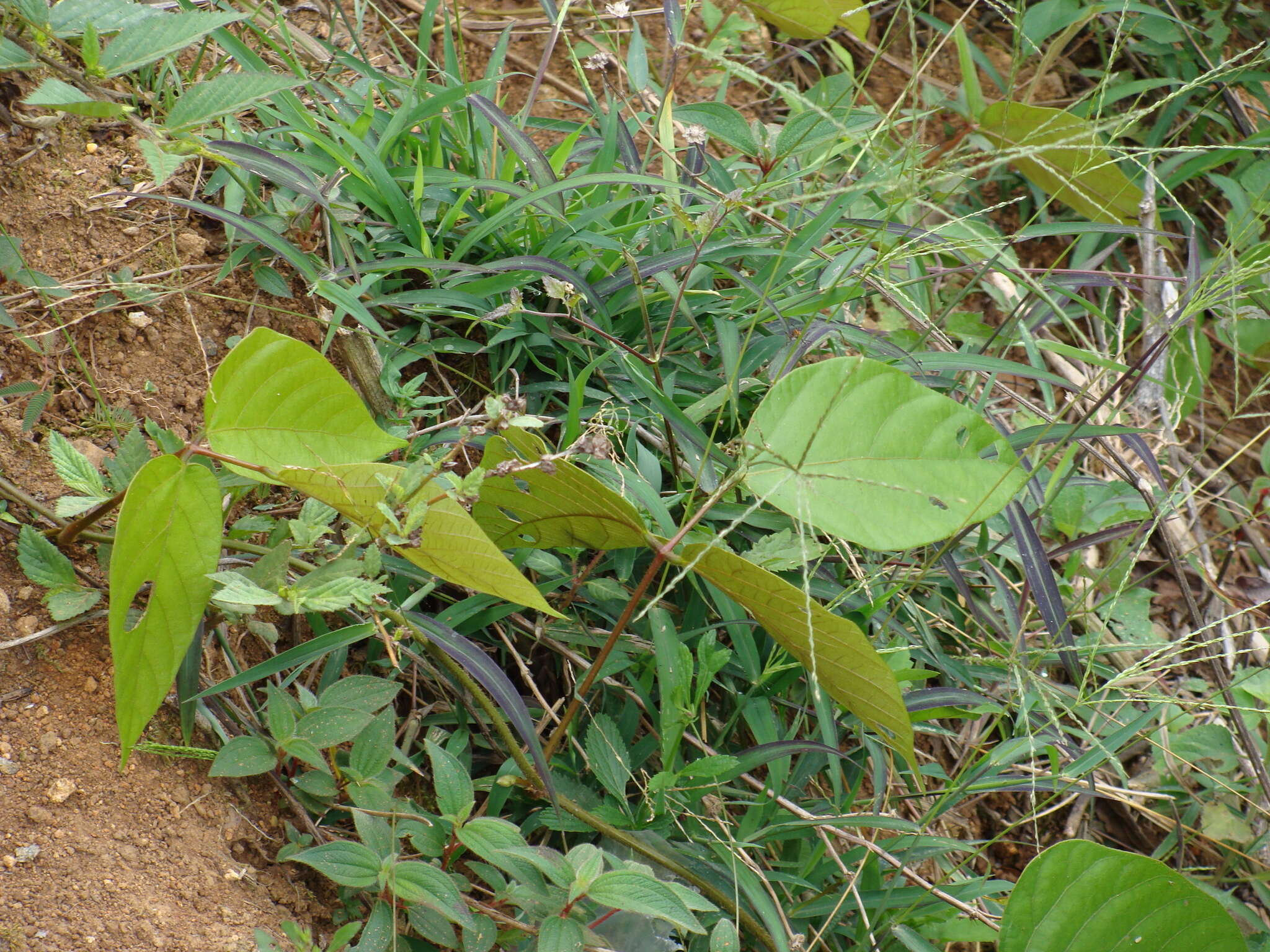 Image of Mucuna argyrophylla Standl.