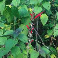 Image of pineapple sage