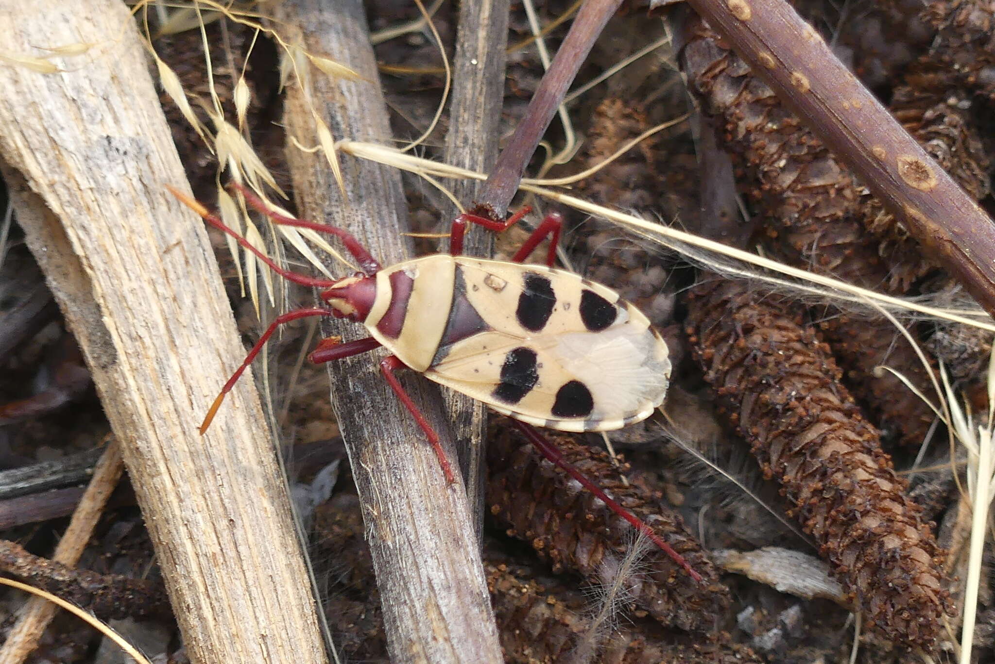 Image of <i>Probergrothius angolensis</i>