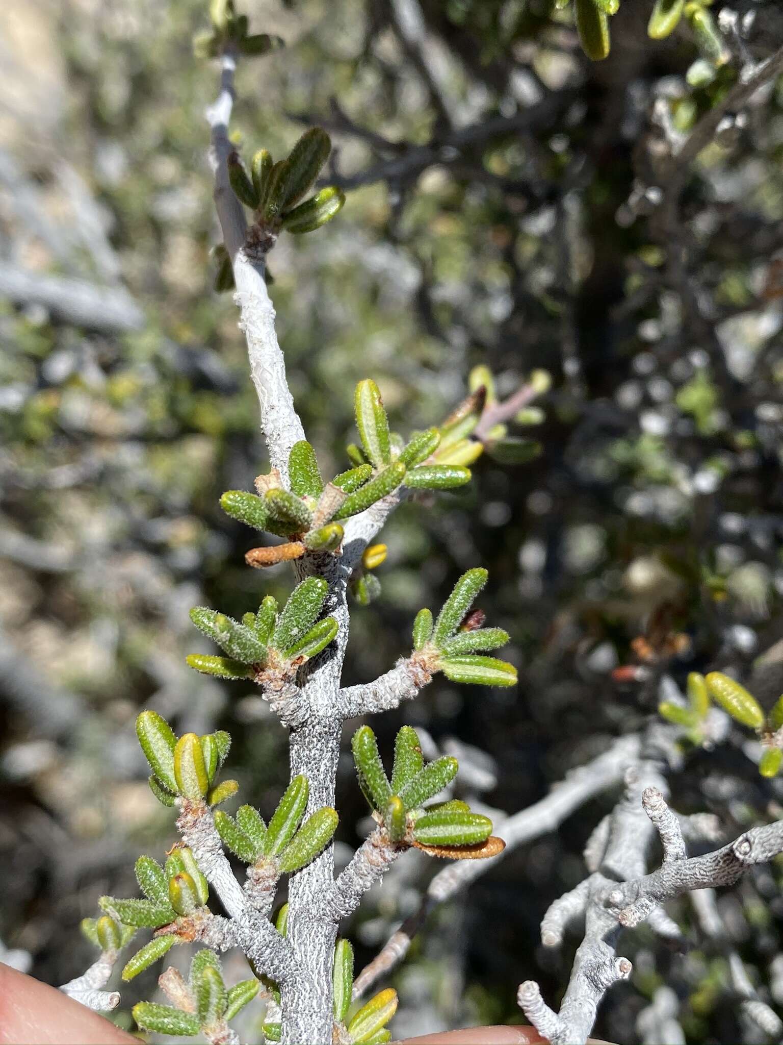 Imagem de Cercocarpus intricatus S. Wats.