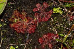 صورة Drosera burkeana Planch.