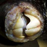 Image of Reticulated Blow Fish