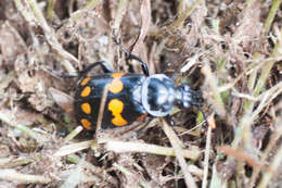 Nicrophorus (Nicrophorus) didymus (Brullé 1836) resmi