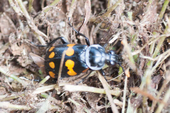 Image of Nicrophorus (Nicrophorus) didymus (Brullé 1836)