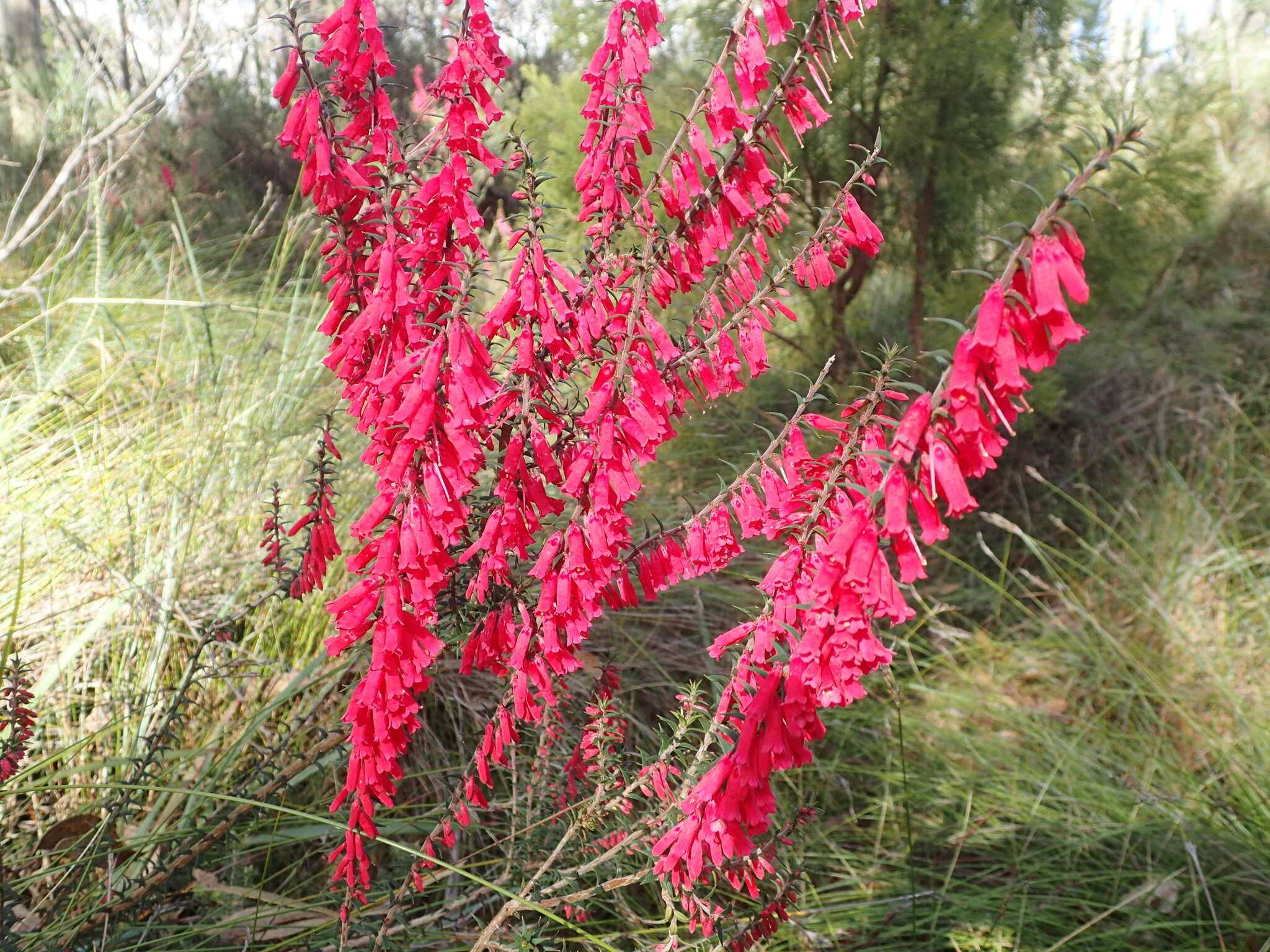 Plancia ëd Epacris impressa Labill.