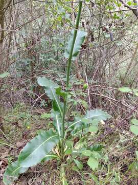 Image of Eryngium duriaei Gay ex Boiss.