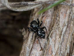 Image of Heliophanus chovdensis Prószyński 1982