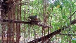 Image of Pink-necked Green Pigeon