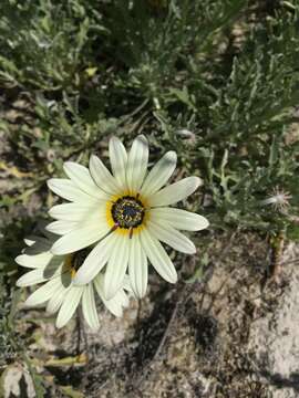 Image of African daisy