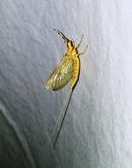 Image of Hexagenia Mayfly