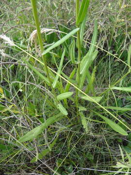 Image of Senecio inornatus DC.