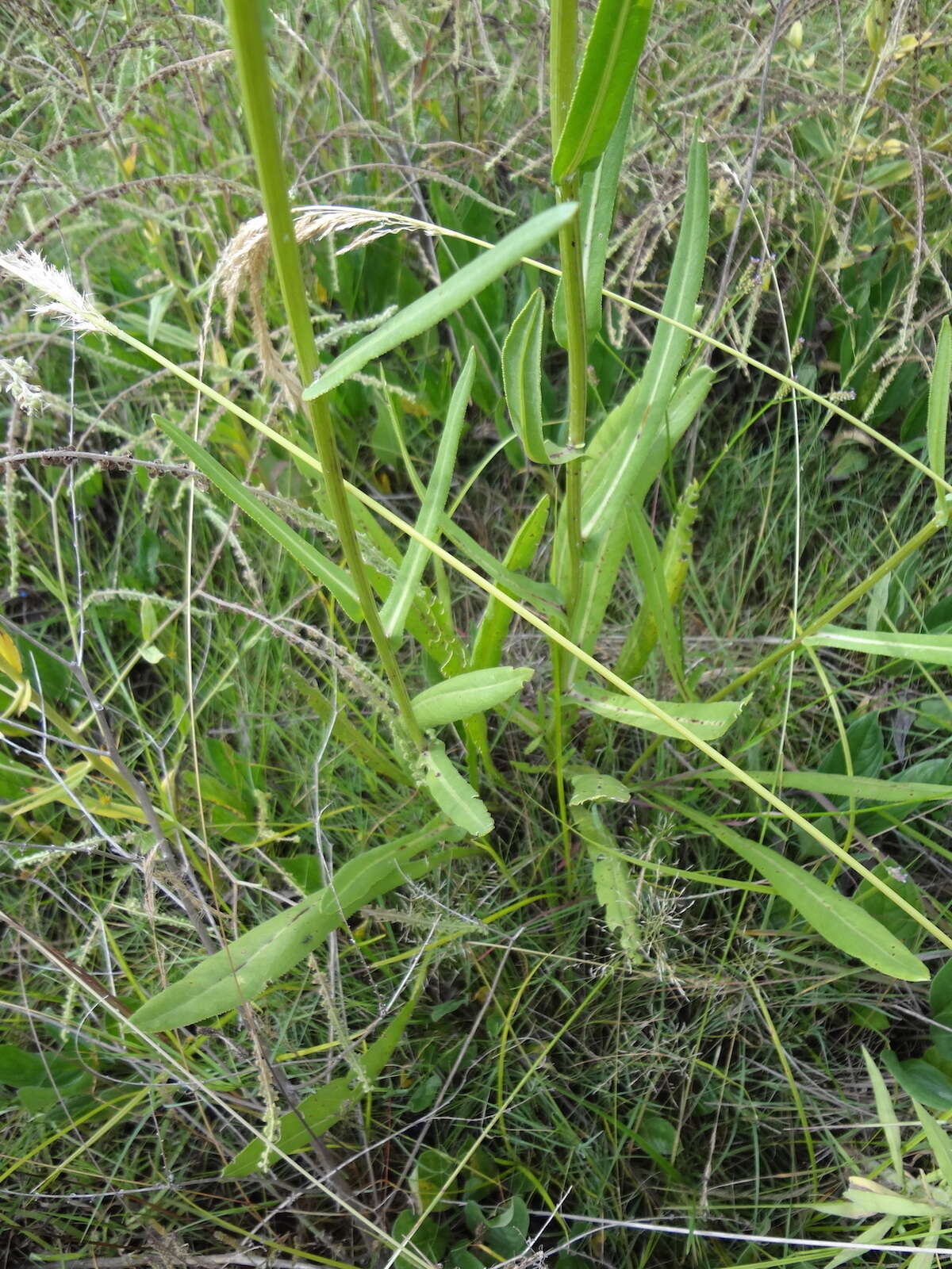 Image of Senecio inornatus DC.