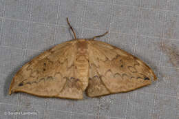 Image of Strepsigonia diluta Warren 1897