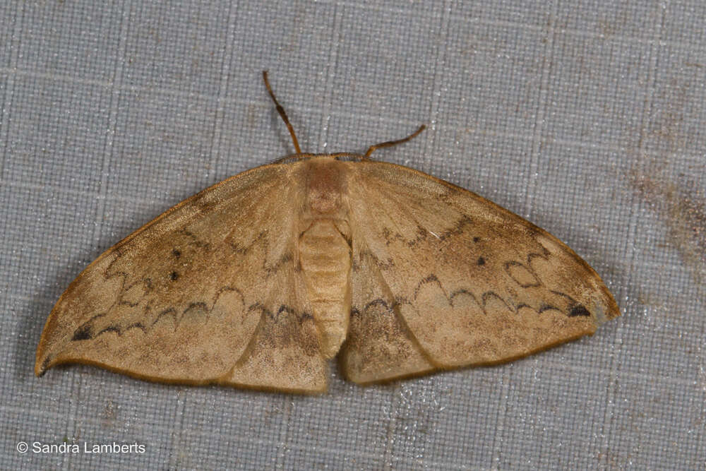 Image of Strepsigonia diluta Warren 1897