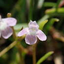 Image of Vandellia micrantha (D. Don) Eb. Fisch., Schäferh. & Kai Müll.
