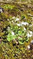 Ourisia confertifolia M. T. Kalin Arroyo resmi