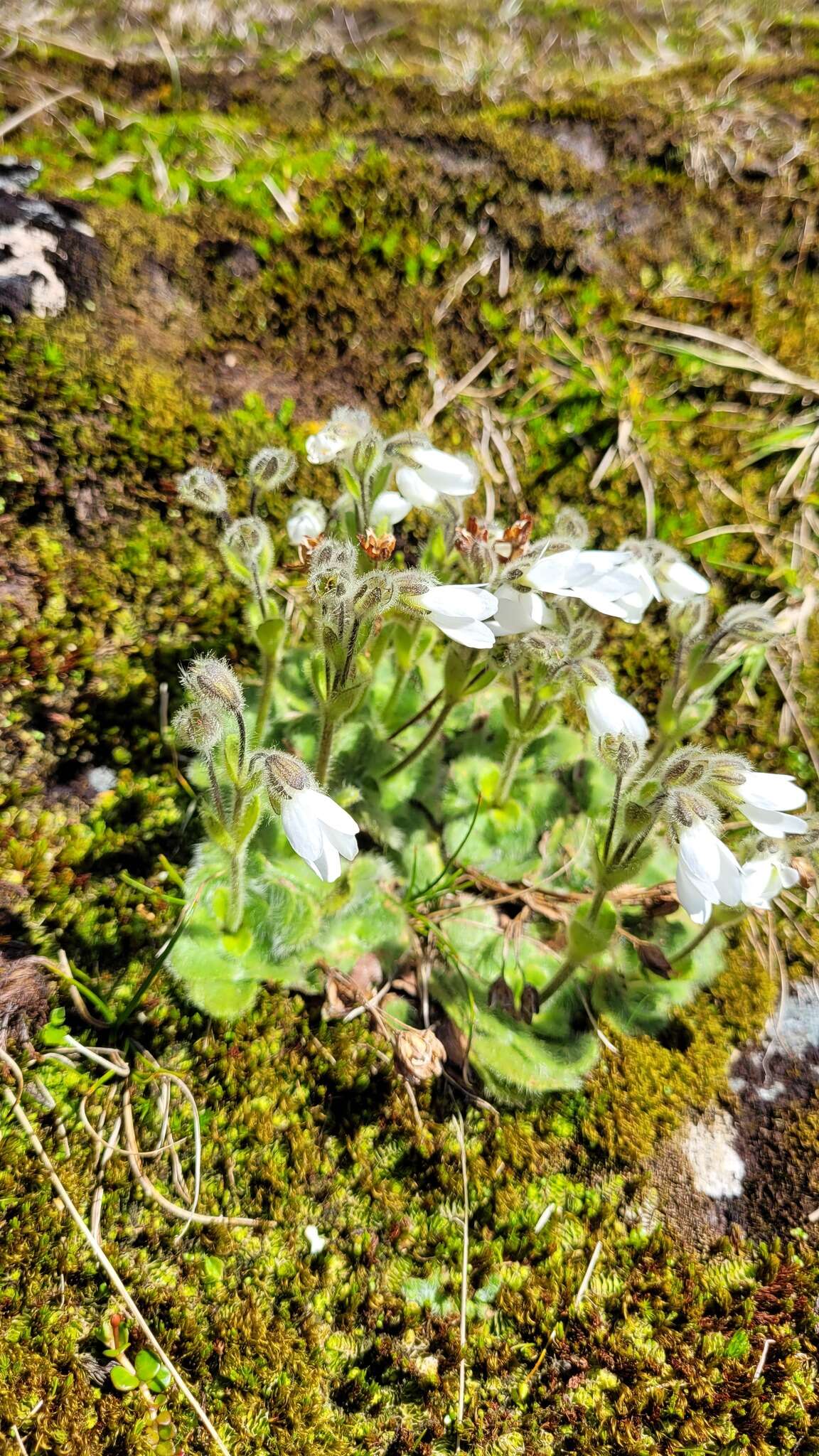 Ourisia confertifolia M. T. Kalin Arroyo resmi