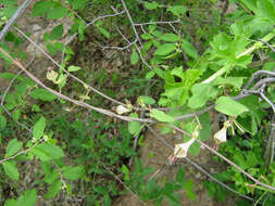 Image of Ceropegia lugardiae N. E. Br.