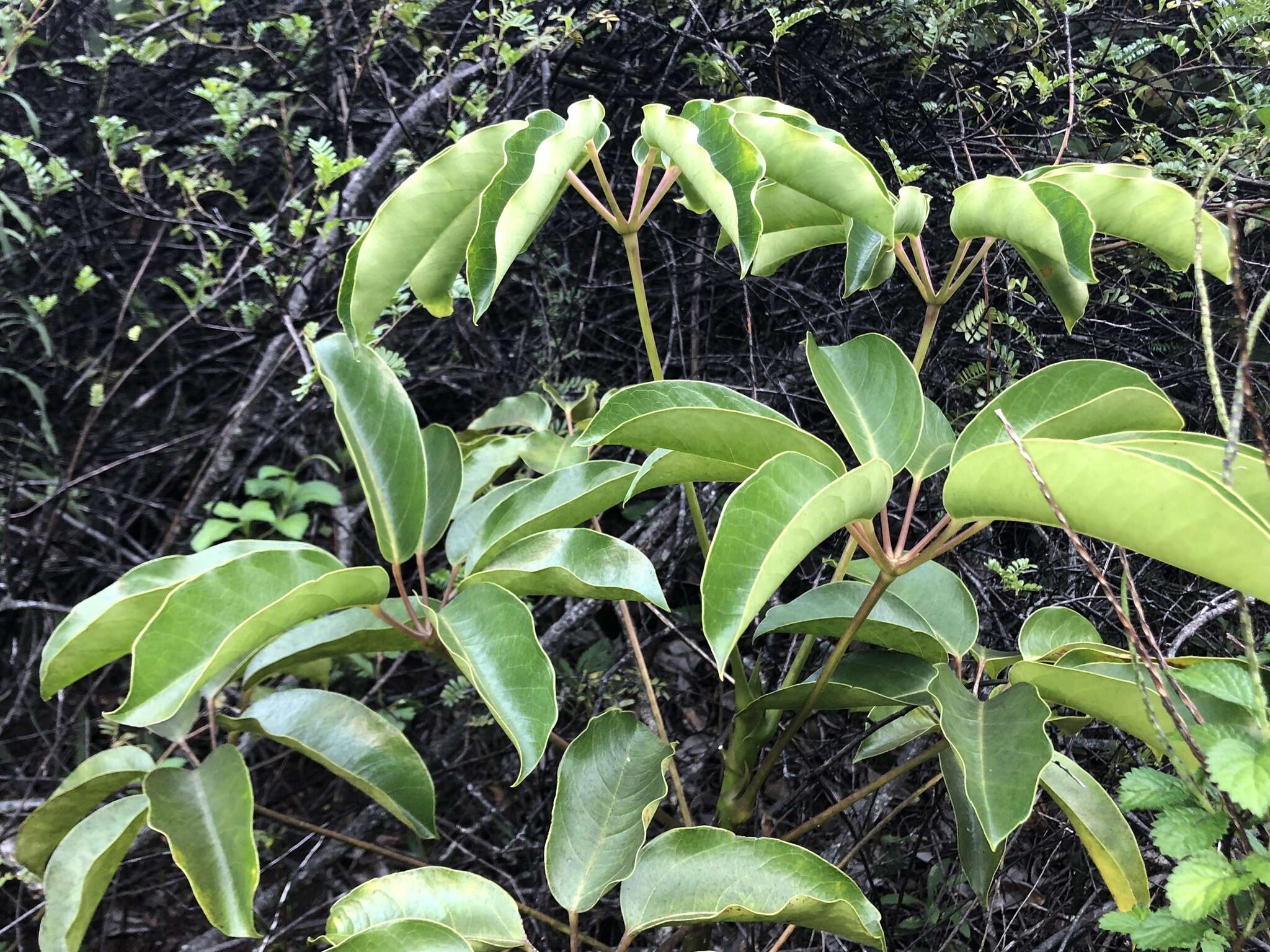 Heptapleurum actinophyllum (Endl.) Lowry & G. M. Plunkett resmi