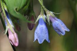 Image of tall bluebells