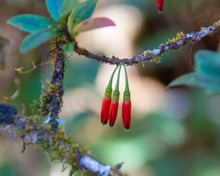 Image of Agapetes hosseana Diels