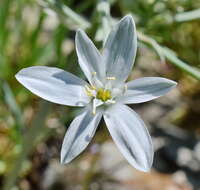 Imagem de Ornithogalum navaschinii Agapova