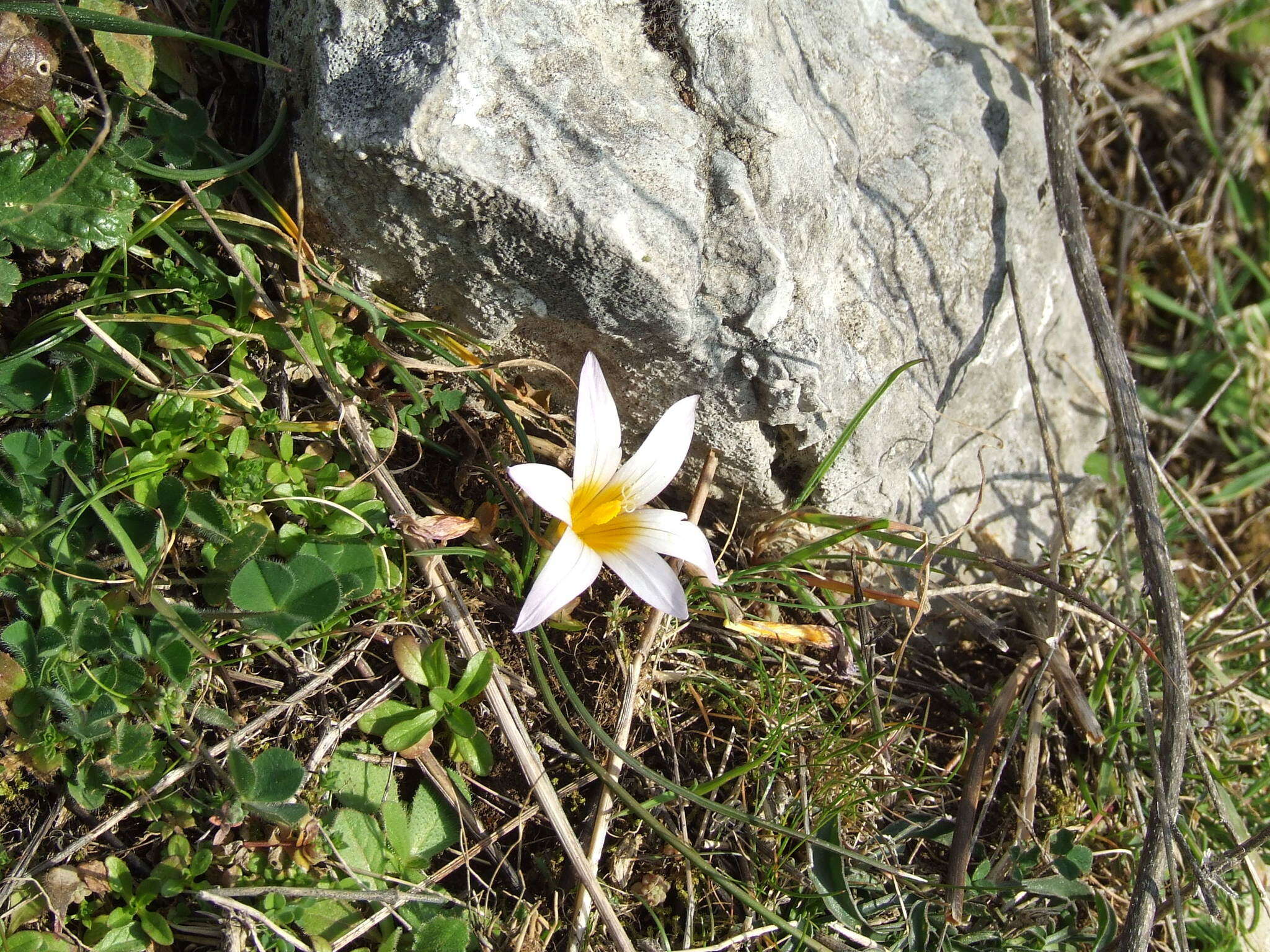 Image of crocus-leaved ROMULEA