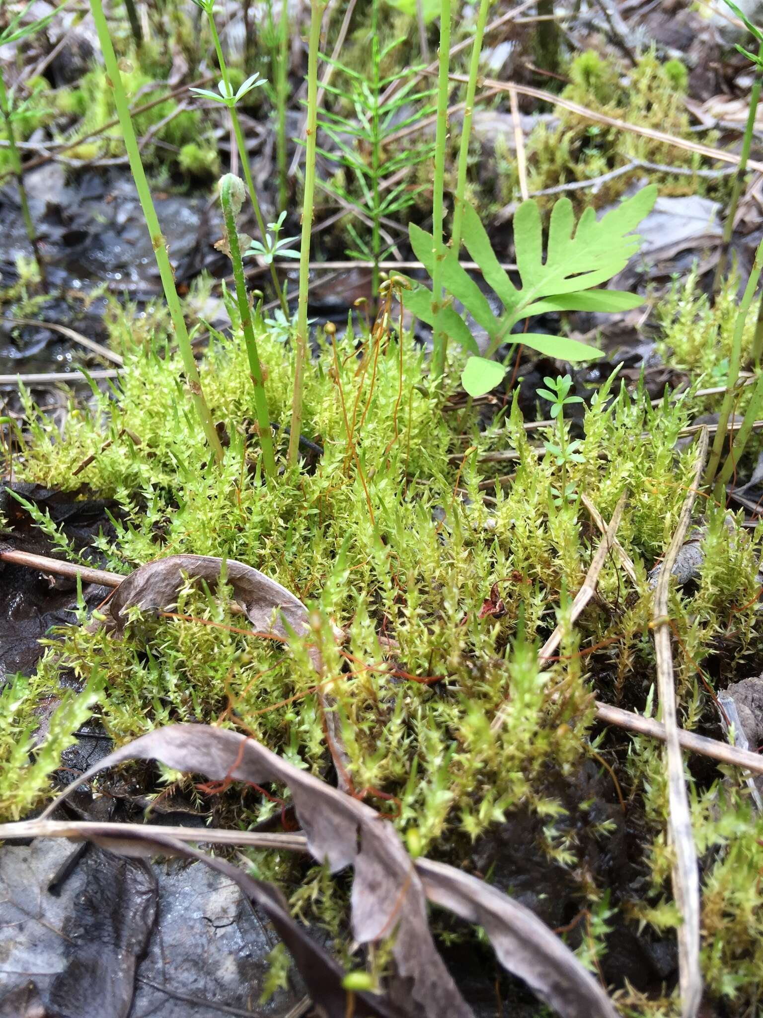 Image of calliergon moss