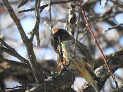 Image of Fire-fronted Serin