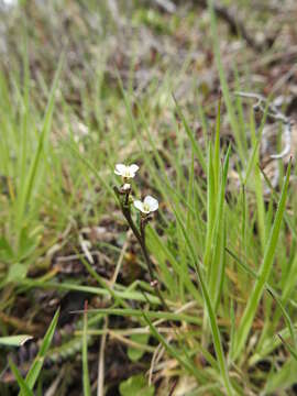 Imagem de Cardamine glacialis (G. Forst.) DC.