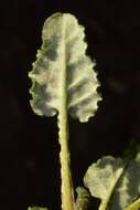 Imagem de Eriogonum nudum var. decurrens (S. Stokes) M. L. Bowerman