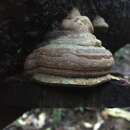 Image of Ganoderma williamsianum Murrill 1907