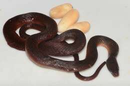Image of (Forest) Marsh Snake