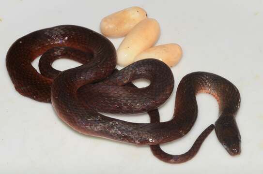 Image of (Forest) Marsh Snake