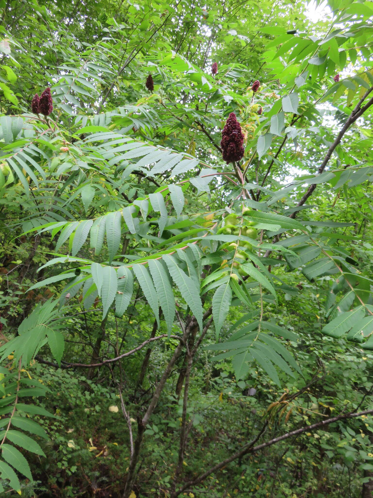 Image of Sumac Gall Aphid