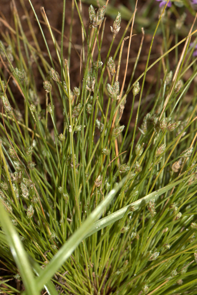 Image of Isolepis hookeriana Boeckeler