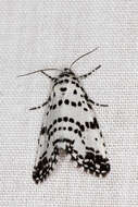 Image of Thalatha artificiosa Turner 1936