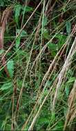 Image of Panicum brevifolium L.