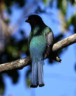 Image of Southern Surucua Trogon