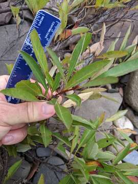 Image of <i>Prunus pumila</i> var. <i>depressa</i>