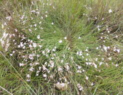 Image of Dianthus mooiensis F. N. Williams