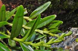 Image of Epidendrum cardiophorum Schltr.