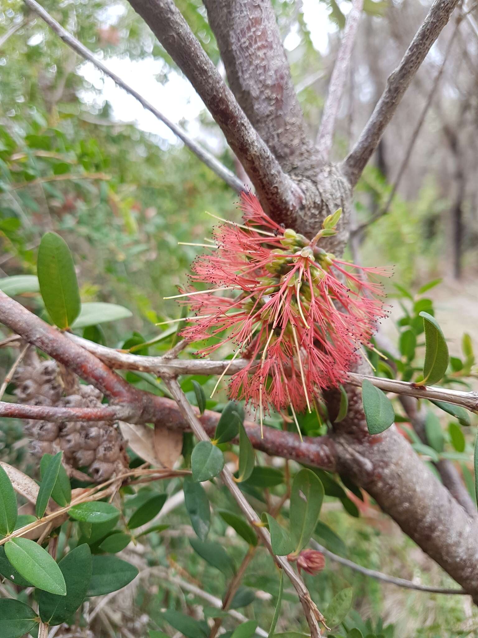 صورة Melaleuca hypericifolia Sm.