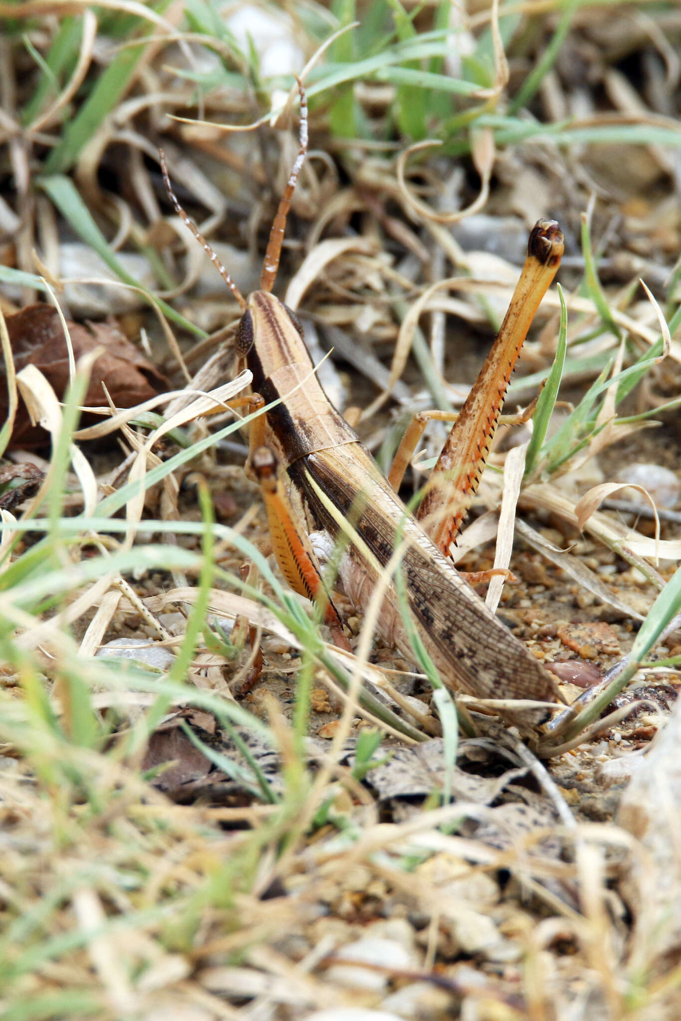 Image of Two-striped Mermiria