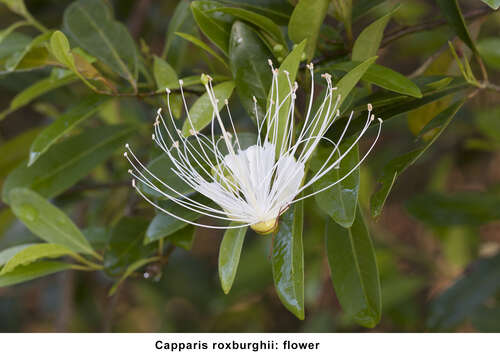 Image of Capparis roxburghii DC.