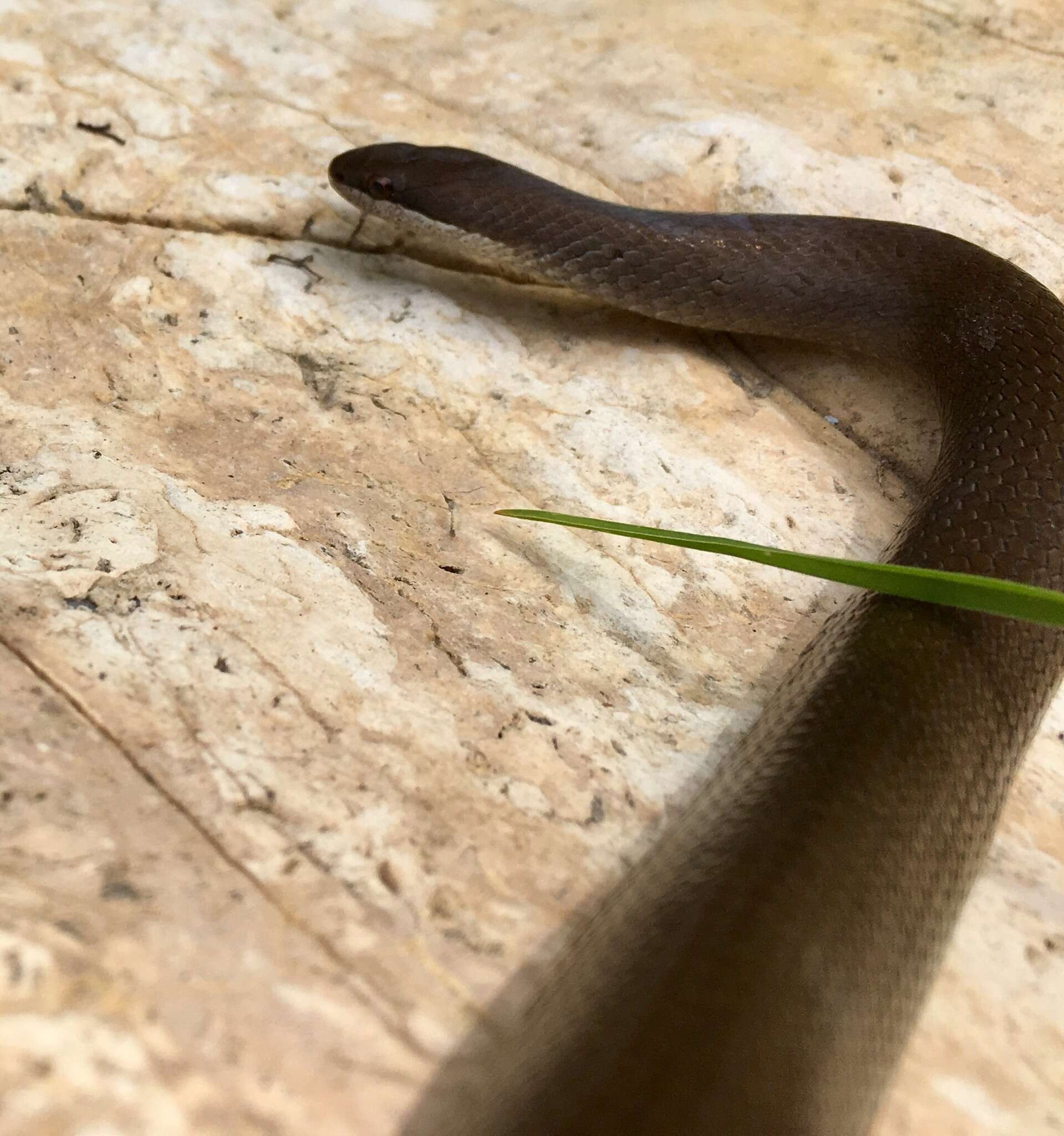 Image of Chiapan Stripeless Snake